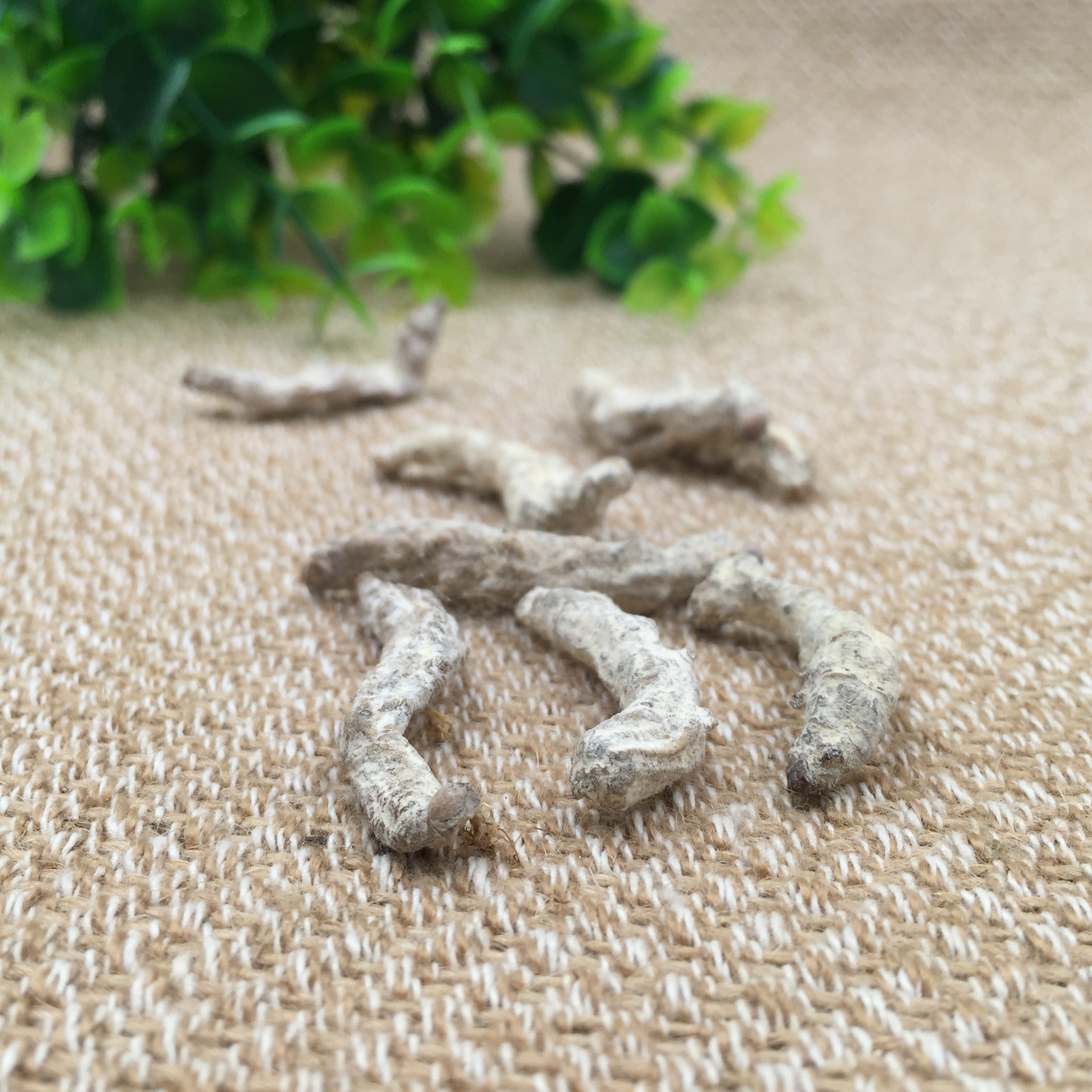 批发包邮正品中药材白僵蚕品质保障炒僵蚕支持检验药材磨粉