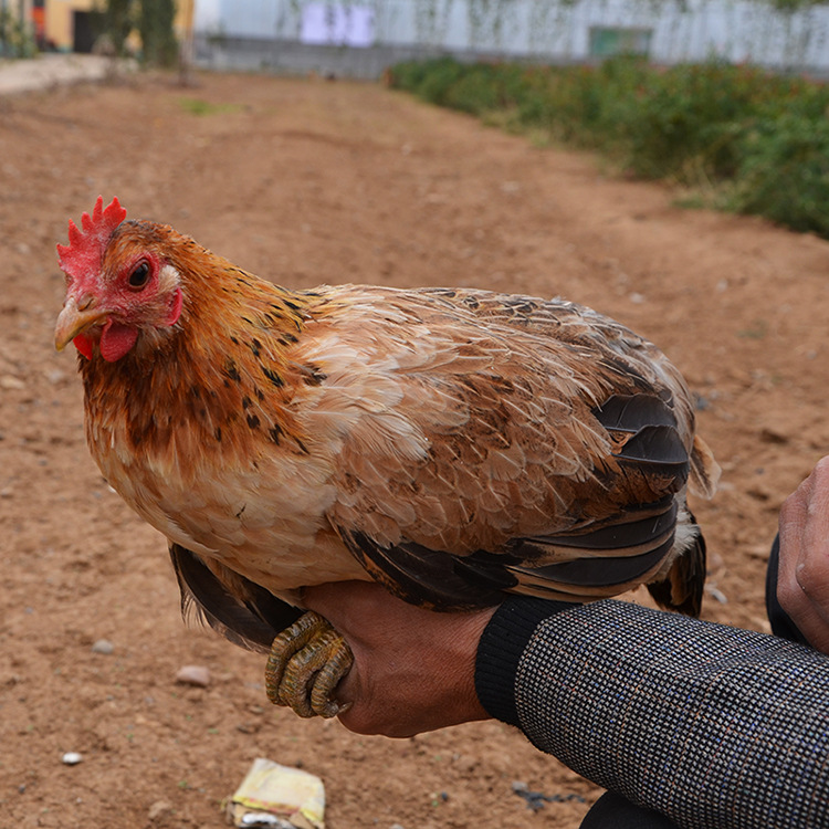 正宗基地散养土鸡 原生态放养柴鸡孕婴幼补品活鸡柴鸡 老品种柴鸡
