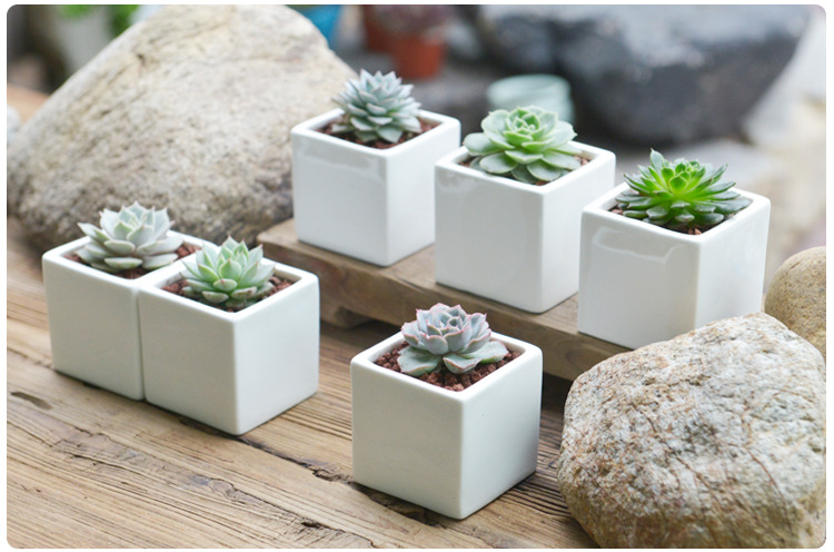小盆友zakka多肉陶瓷白色正方形花盆陶瓷简约可配实竹托小方方