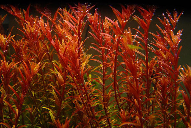 红宫廷水草活体批发鱼缸造景真水草装饰水族箱观赏后景草有茎类