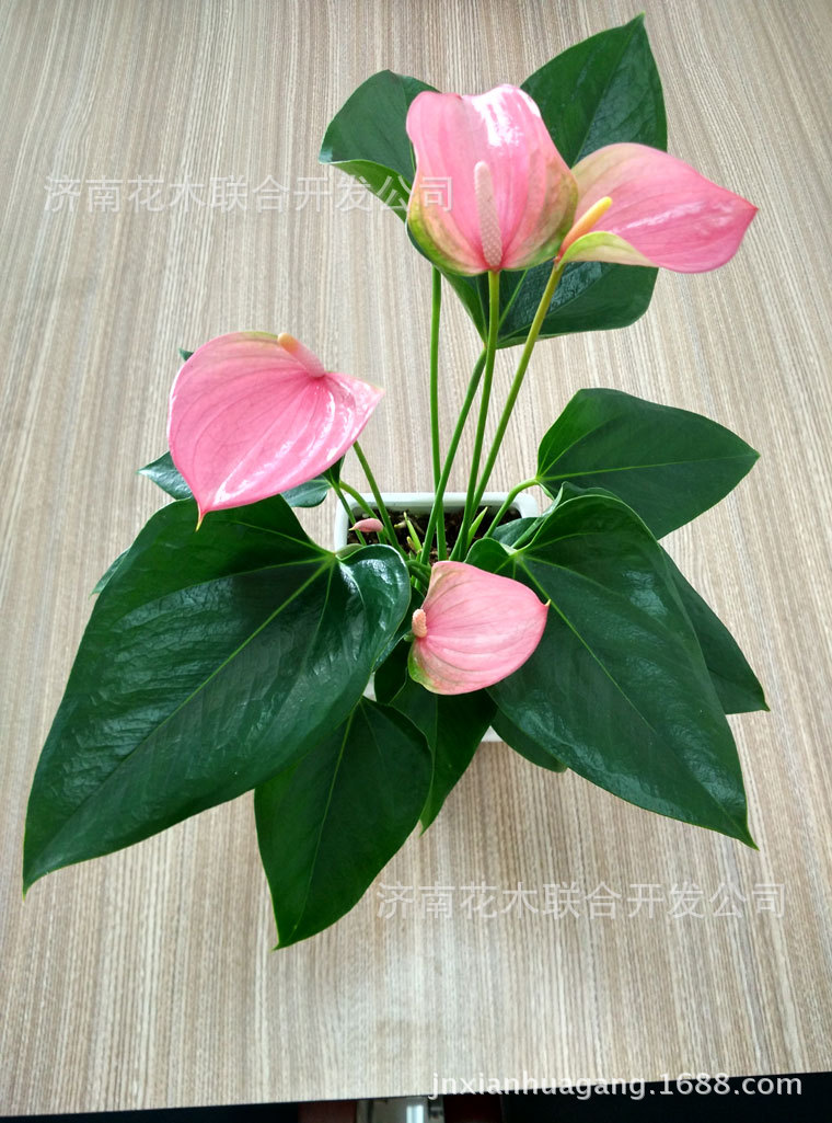 厂家热卖 粉掌【朱莉】防辐射 净化空气四季开花 盆栽 桌面植物