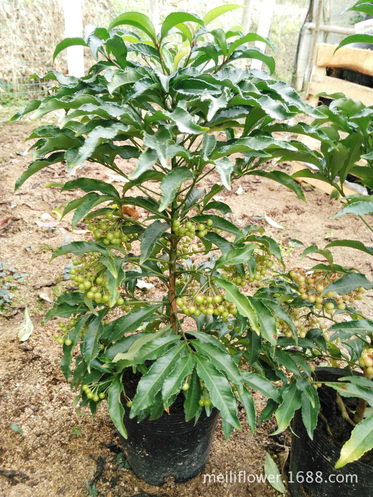 富贵籽供应富贵籽批发富贵籽黄金万两富贵籽苗