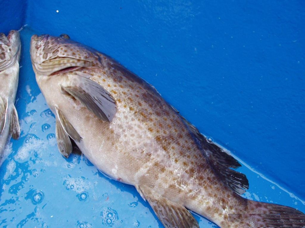 首页 养殖 海水鱼类 石斑鱼 >家之宴食品 冷冻 三去 石斑鱼 批发质量