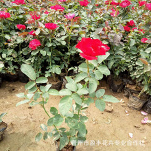 基地生产红帽月季 优良月季苗绿植花卉红花月季苗 爬藤月季