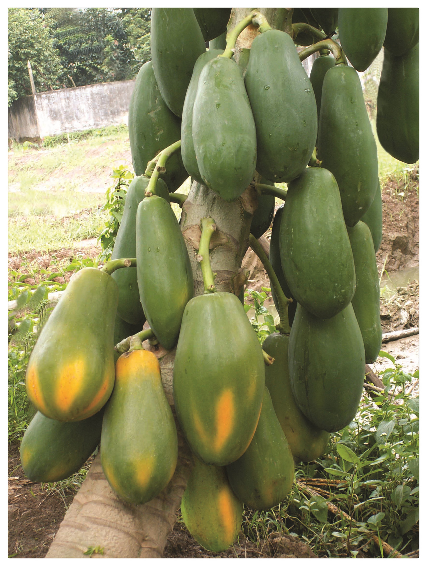 广州市番禺区佳硕农场夏威夷木瓜,乳瓜,万寿果—绿色食品