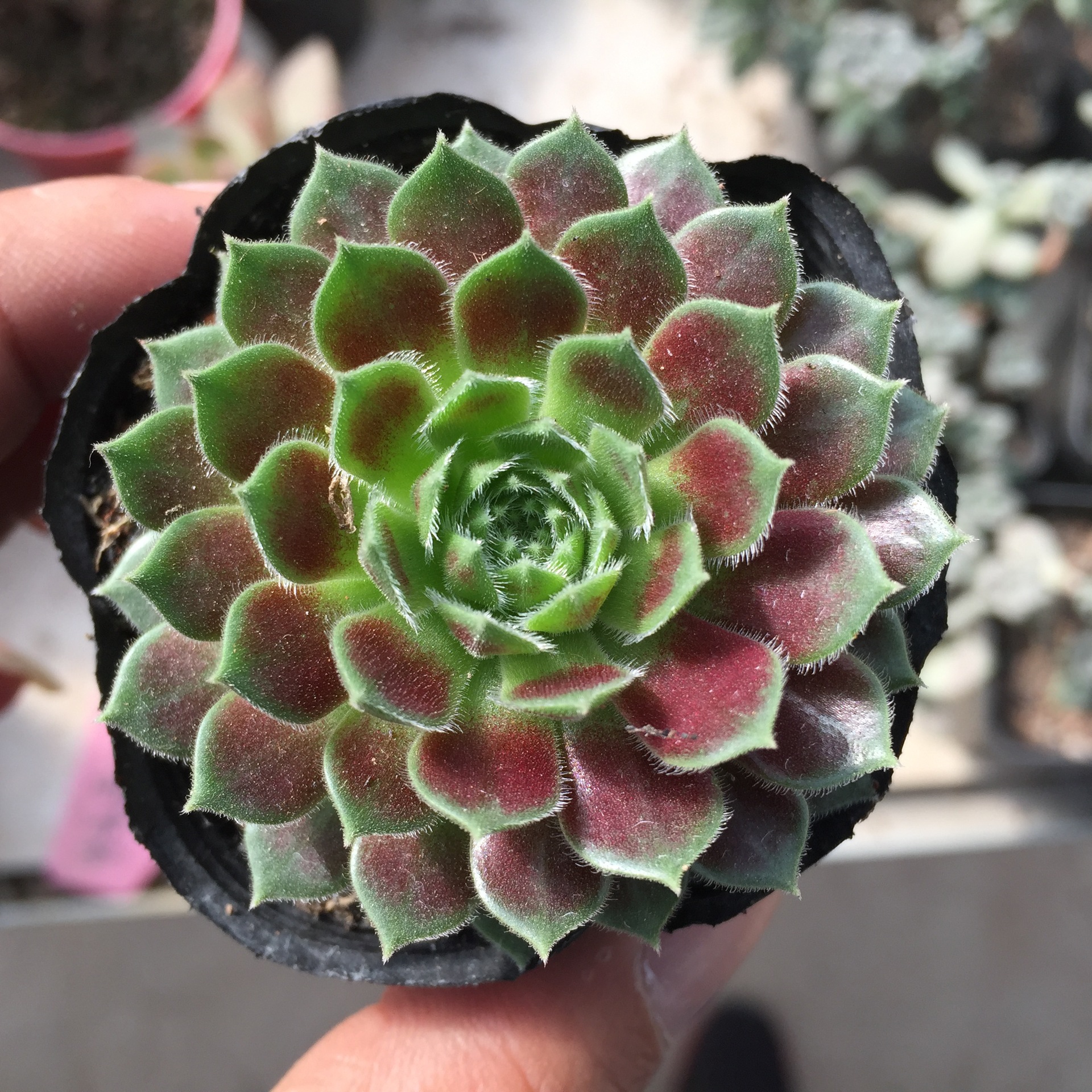 多肉植物 紫牡丹 多肉植物批 漳州多肉植物批发