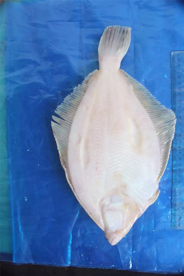 偏口鱼 鲽鱼 200/500g 船冻 海捕 肉质鲜嫩