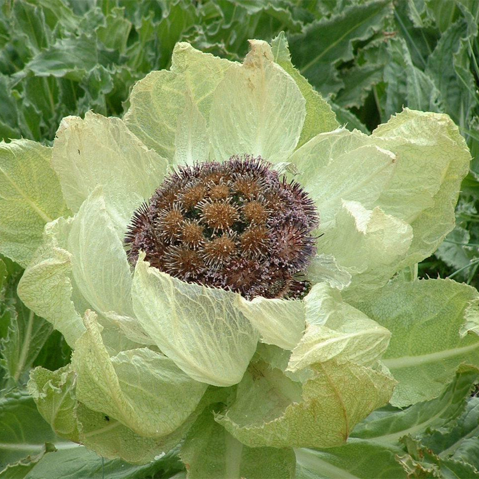 新疆产地中药材雪莲花 干雪莲花 大朵带根2021年新货一件代发