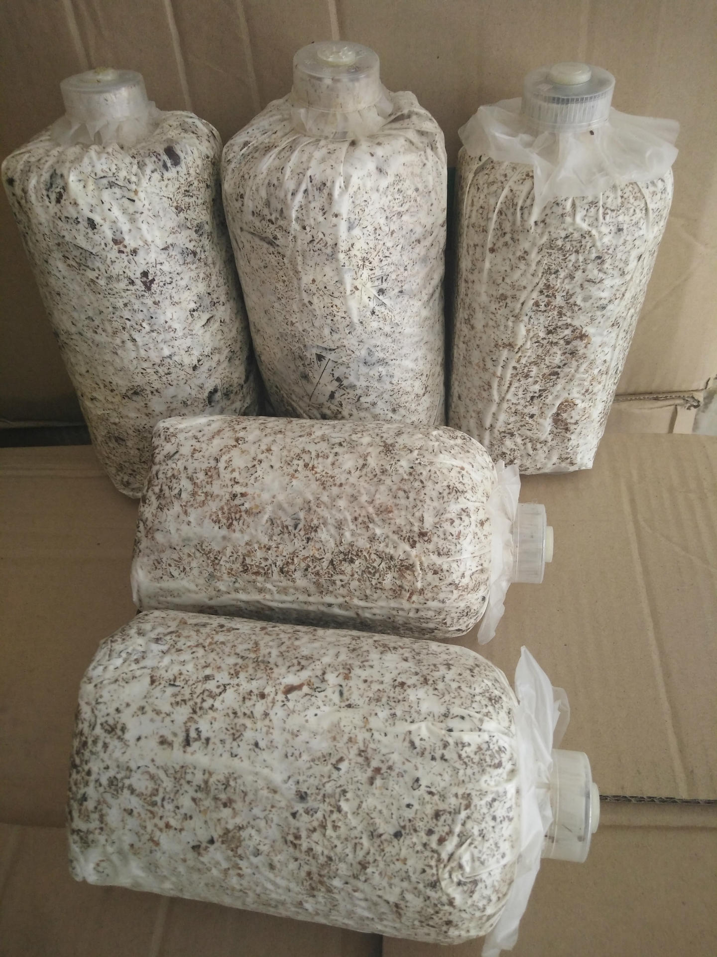 批发石斛小菇树叶型棉籽类天麻萌发菌培育天麻零代种子专用菌种