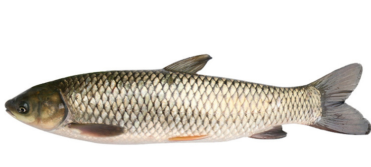 远山牧野供应大量草鱼优质批发新鲜水产四川特价优