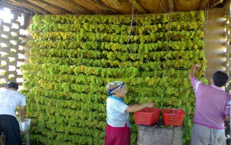 葡萄干新疆特产吐鲁番绿葡萄干绿珍珠葡萄绿提子七月初的葡萄 晾晒