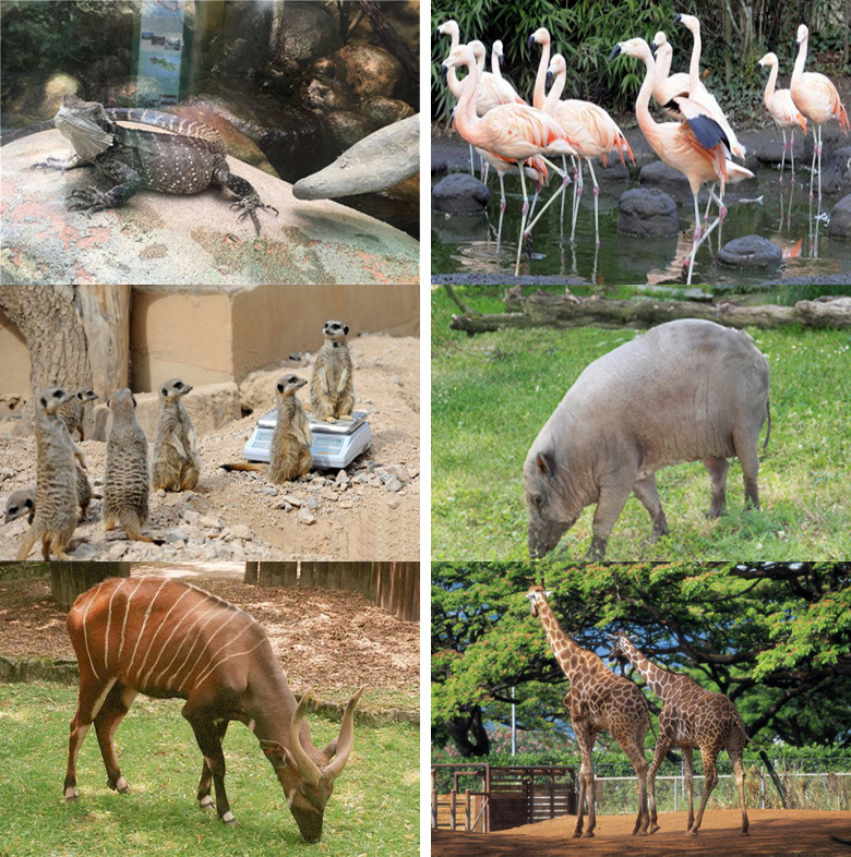 【欧洲行】带您逛法兰克福动物园