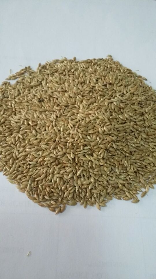 墨鱼骨串玄凤牡丹虎皮鹦鹉专用补钙啃咬零食磨牙鸟具