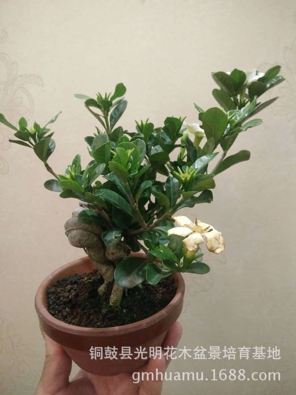 纯正达摩栀子微型盆景达摩栀子掌上盆景达摩栀子苗