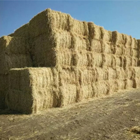 优质青干草 草捆 秸秆 牛羊饲料 牧草 毛球成猫粮 燕麦草 批发