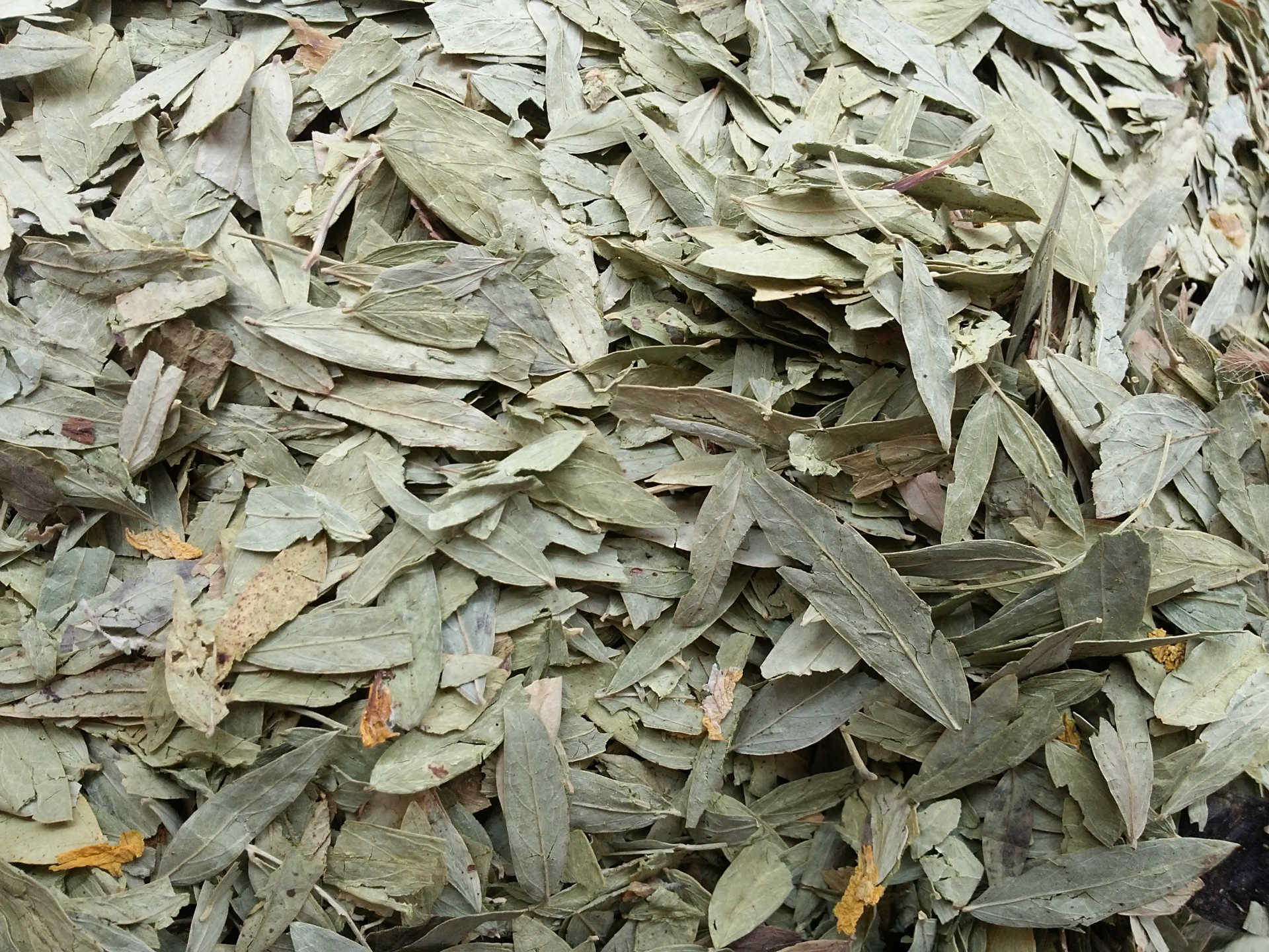 【福康**】中药材 产地直销优质番泻叶 排毒通便花草茶批发