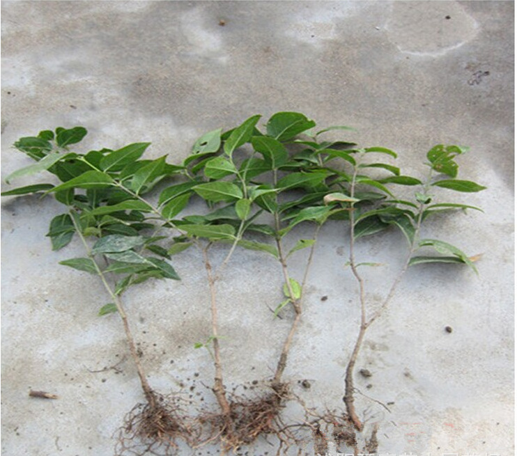 工程花木苗 腊梅小苗 大苗批发 丛生嫁接腊梅花素心腊黄梅地直销