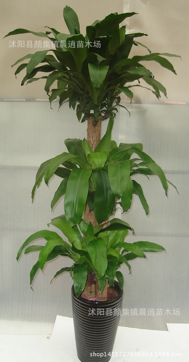 大型办公室客厅盆栽花卉 巴西铁 巴西木 千年木巴西铁树龙血.