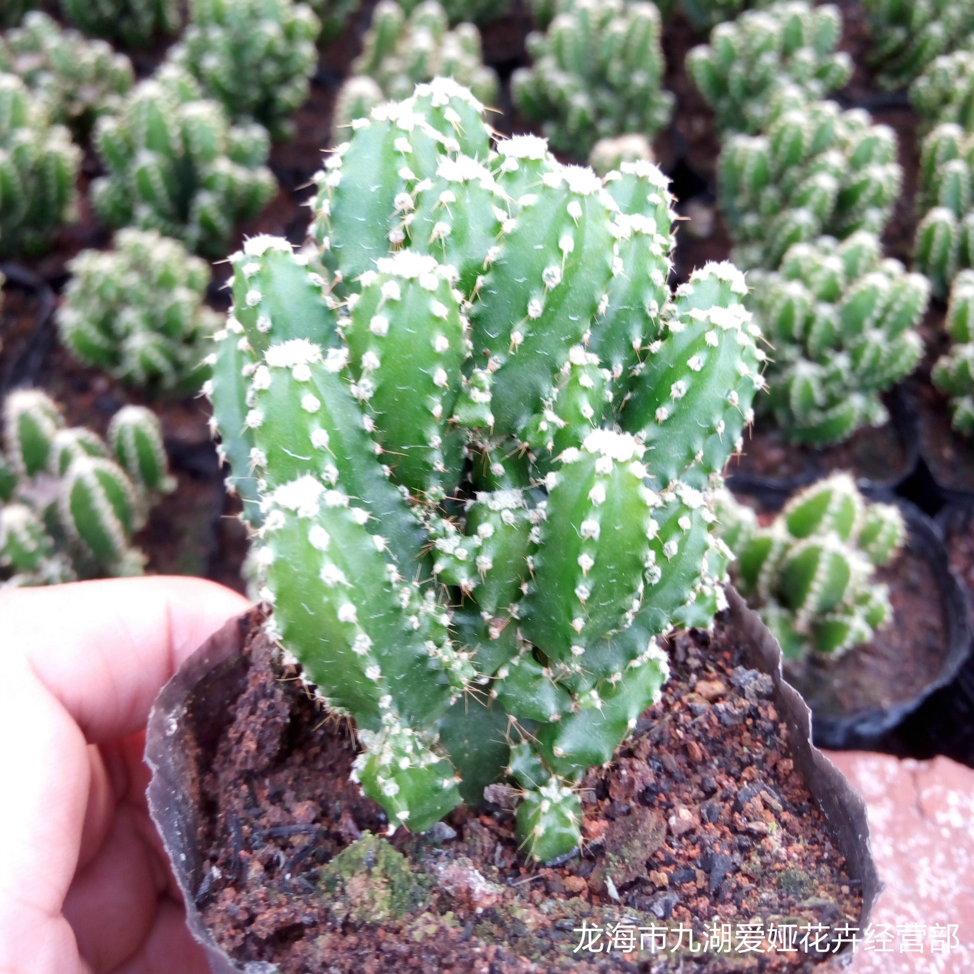多肉植物批发 万重山 防辐射 迷你小盆栽 漳州大棚直销