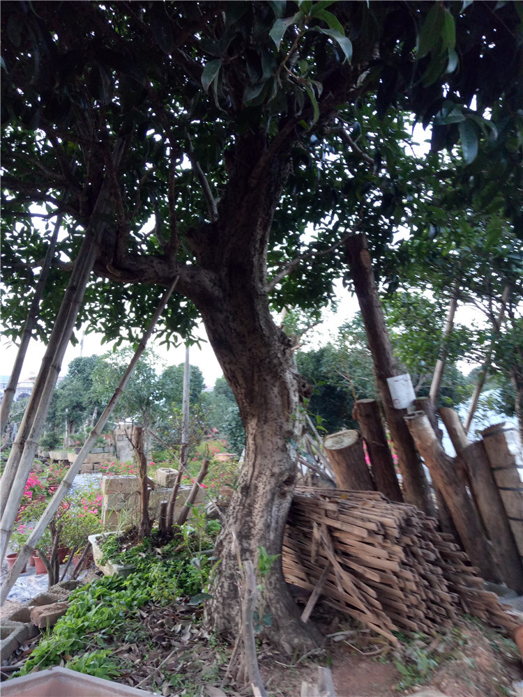 桂花 八月桂大型盆景树桩 造型庭院盆景 四季常青 大型桂花树盆景