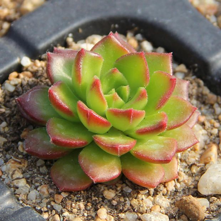 绿焰蒂亚4cm 多肉植物批发 diy办公室内懒人肉肉绿植花卉创意盆栽