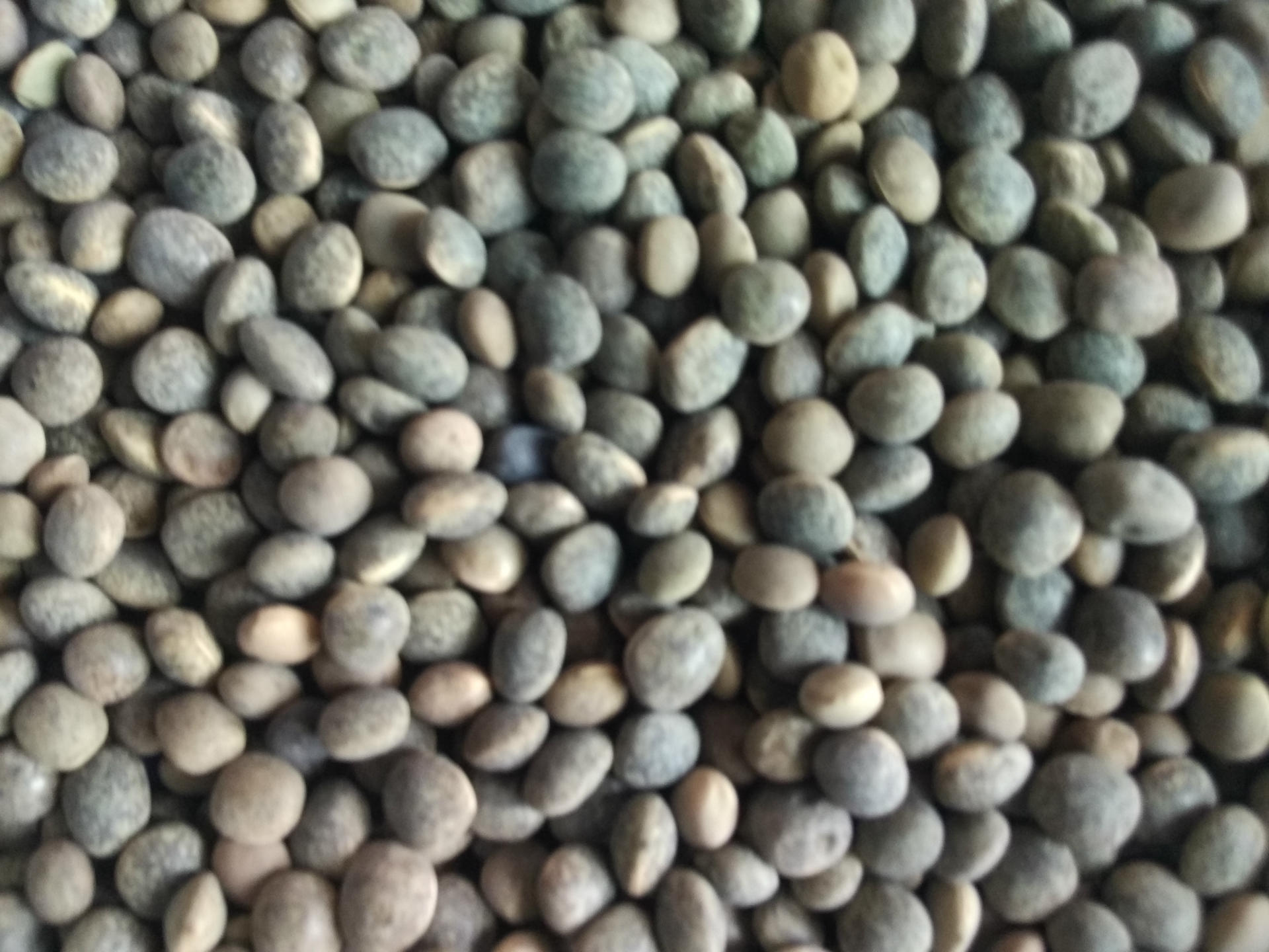 批发有机绿肥种子箭舌豌豆 上等鸽子饲料豆类淀粉之佳品