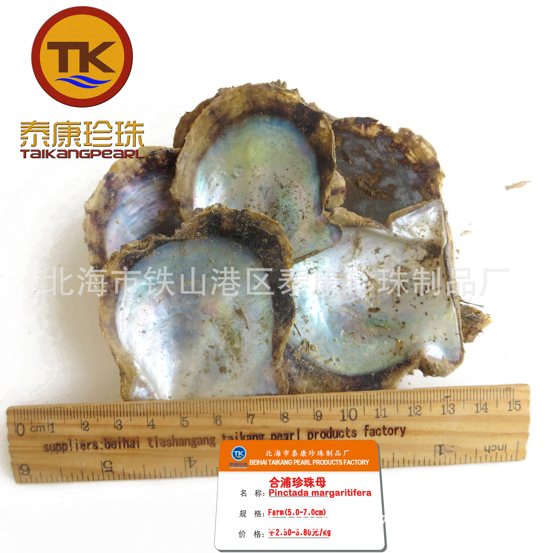 合浦珍珠母贝-学名:pinctada margaritife