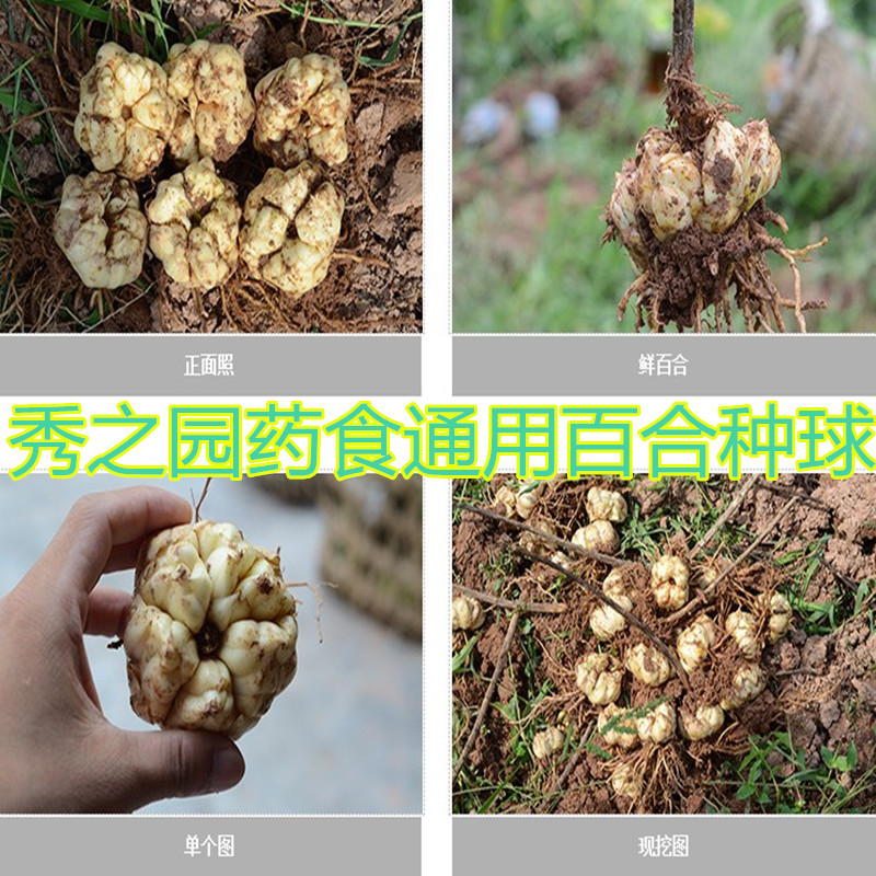 批发卷丹百合花种 食用观赏百合花种球 种 子 花可观赏球食用