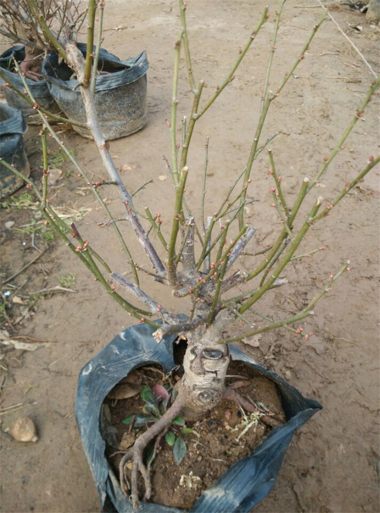 梅花 高档盆栽 红梅花 梅花苗 乌梅 红梅桩 树桩盆