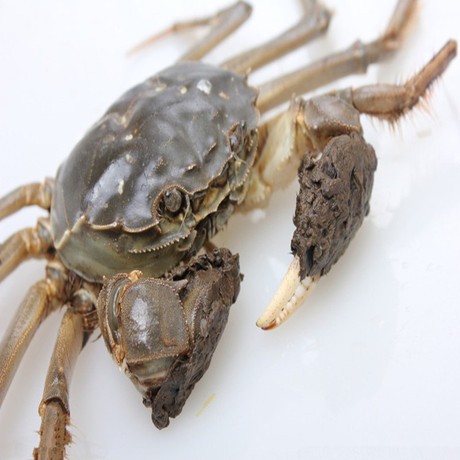 正宗阳澄湖大闸蟹鲜活螃蟹全母2-2.4两河蟹团购12只包邮代发