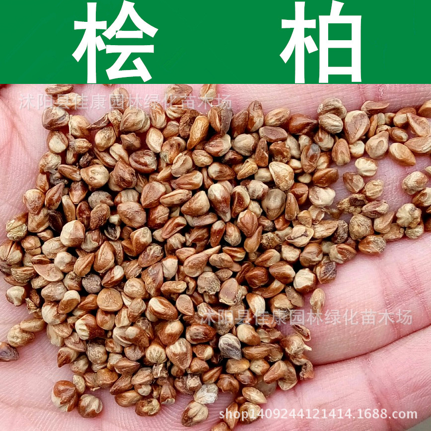 林木种子新采北京桧柏种子蜀桧种子圆柏种子刺柏速桧柏实景拍摄