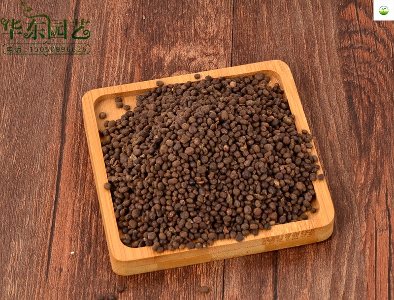 芙蓉葵种子批发 又名大花秋葵 当年新采 发芽率高