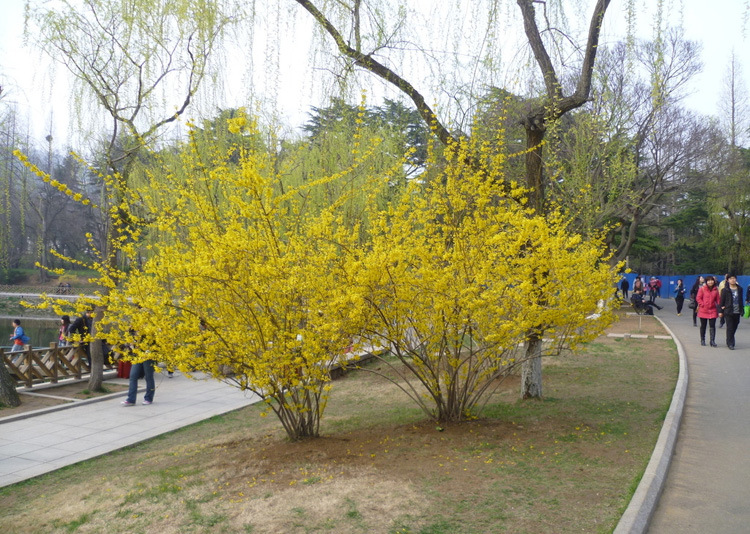 迎春苗垂吊攀援花卉小苗藤本植物初春使者瀑布般的迎春花