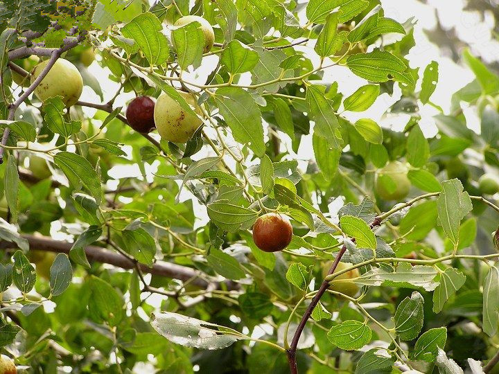 德丰供应冷背中药材广枣 南酸枣 五眼果,山枣,人面子 - 苗木批发网