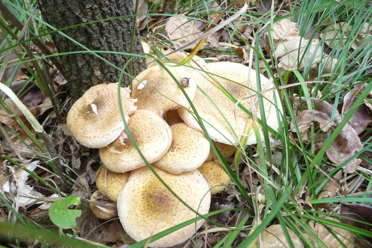 产地货源 秋季新品 野生榛蘑200g 小