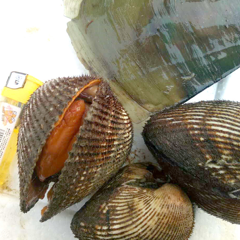 鲜活赤贝血贝贝类海鲜海产品批发大毛蛤大赤贝血蛤鲜水产批发