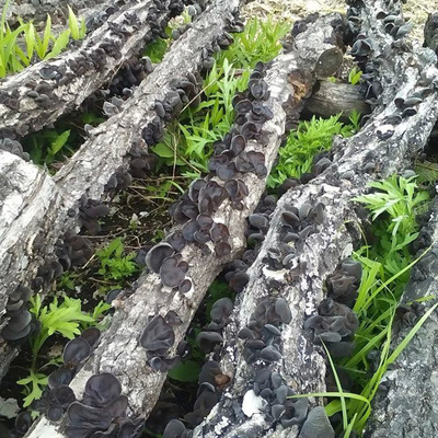 东北黑山秋耳 东北柞木秋木耳 半野生黑木耳