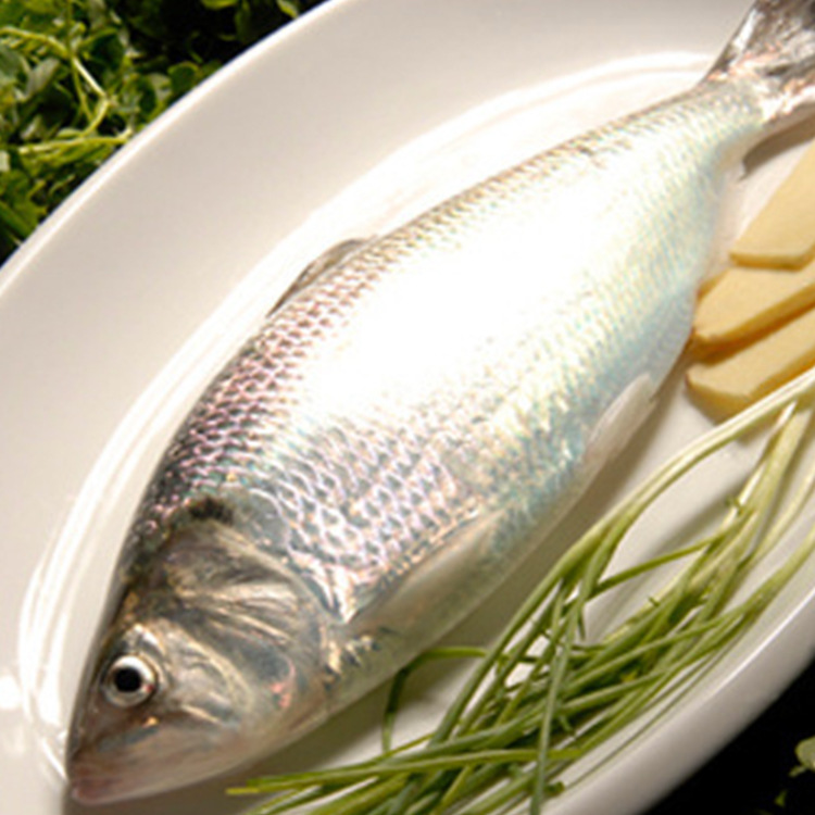 供应野生冰鲜鲥鱼 长江鲥鱼 缅甸鲜活鲥鱼 质优价廉