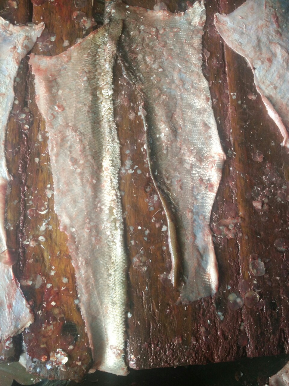 鲢鱼皮 草鱼皮 鱼皮 马哈鱼皮 皮革 泡椒鱼皮 冷冻鱼皮 皮具