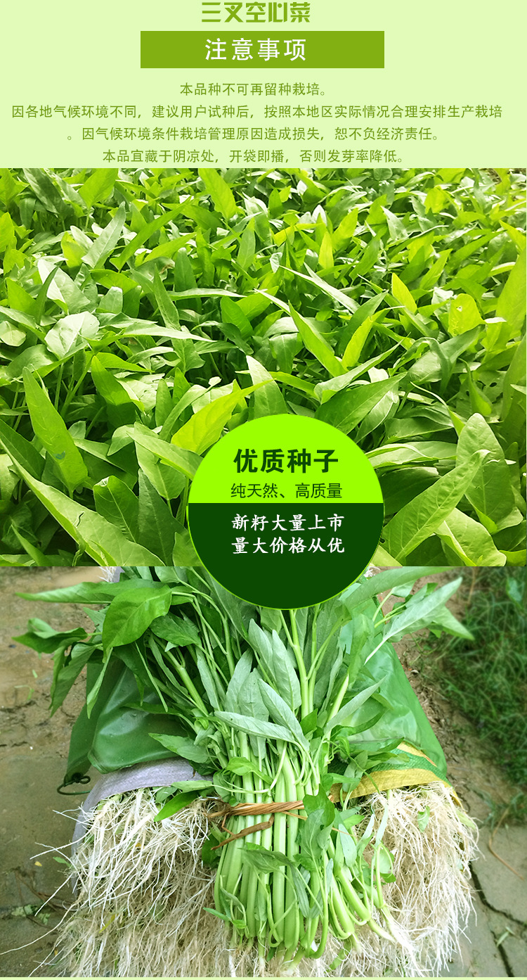 产地直销蔬菜种子三叉空心菜种子高产蕹菜种子星品太空三叉空心菜