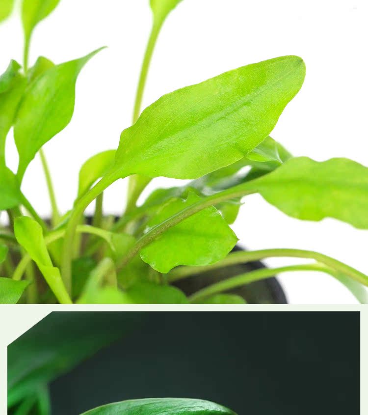 真水草批发 水族箱造景鱼缸造景装饰*中景绿温蒂椒草水草