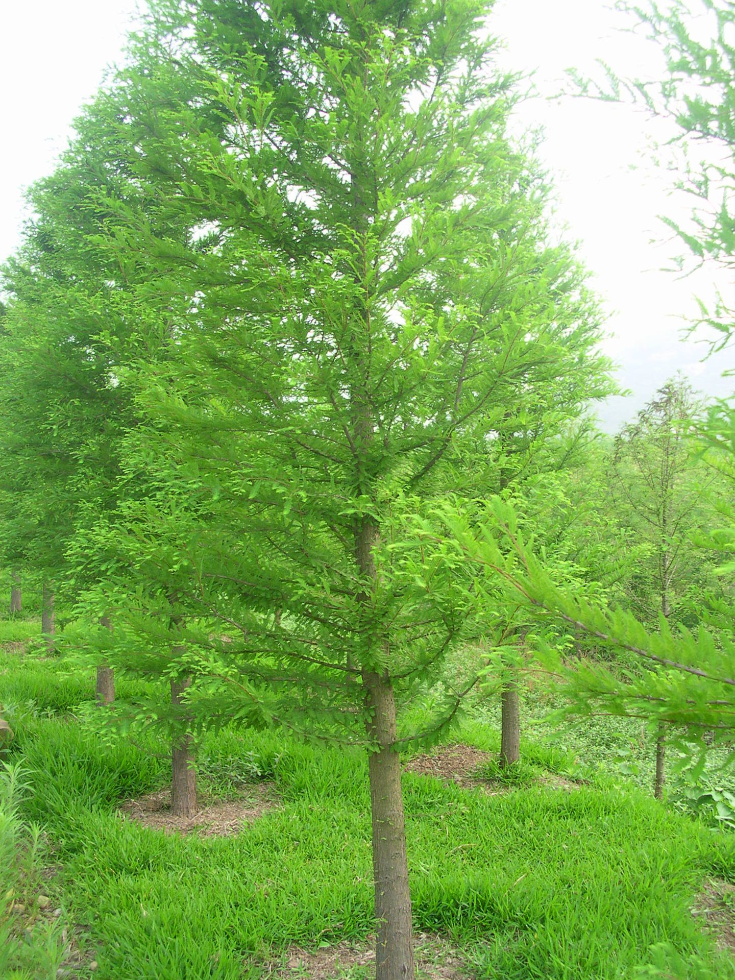 中山杉 山东 济宁 兖州市 苗圃产地