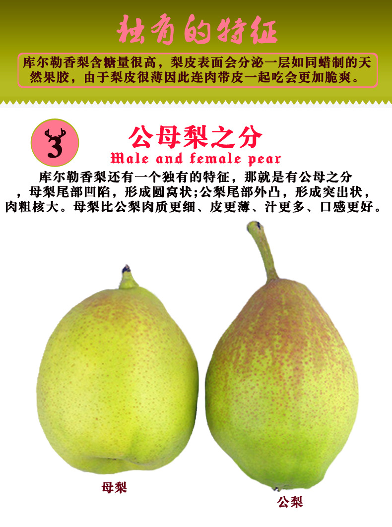 新疆特产 库尔勒香梨 产地货源 特级全母梨5公斤/箱 皮薄核小脆甜