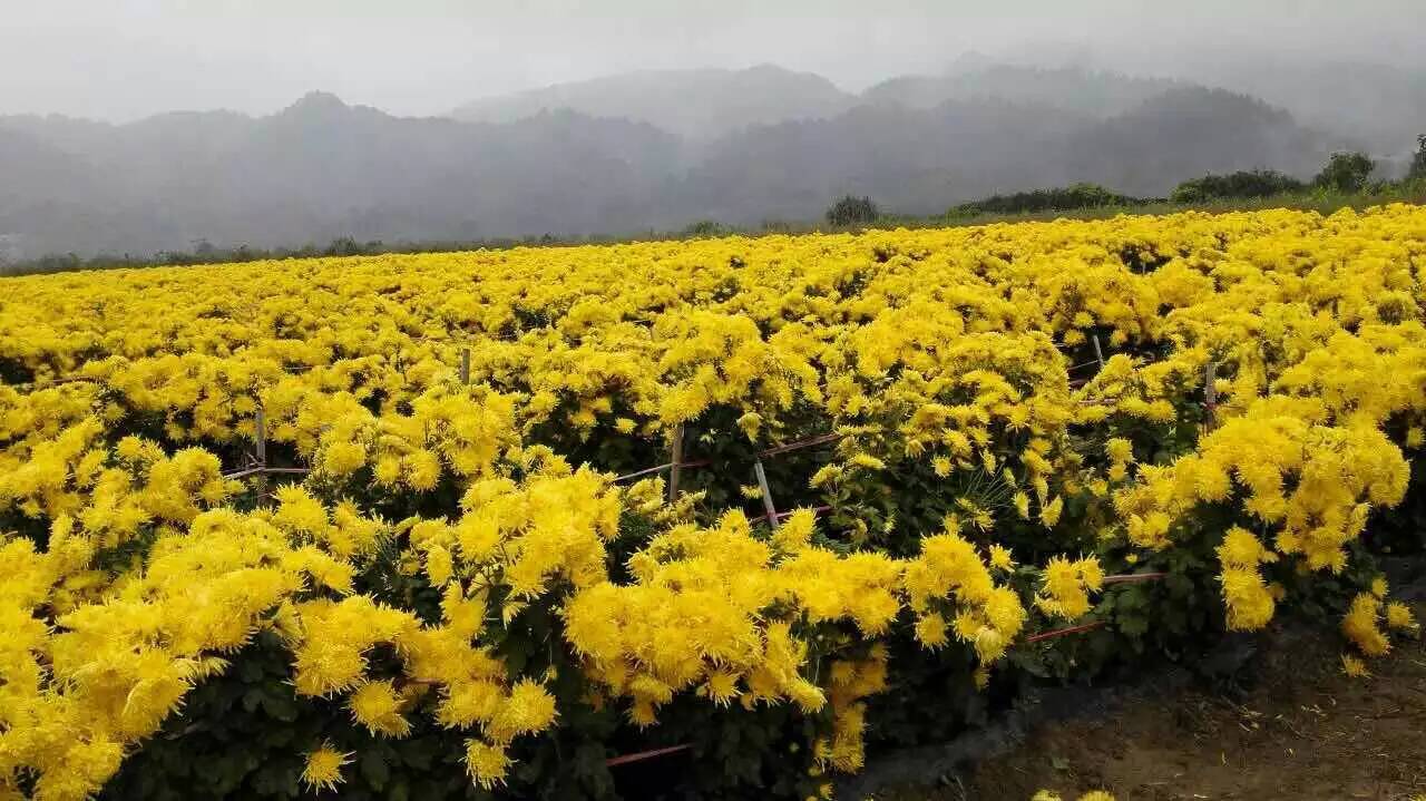 江西婺源金丝皇菊批发一杯一朵大皇菊金丝皇菊特价大量批
