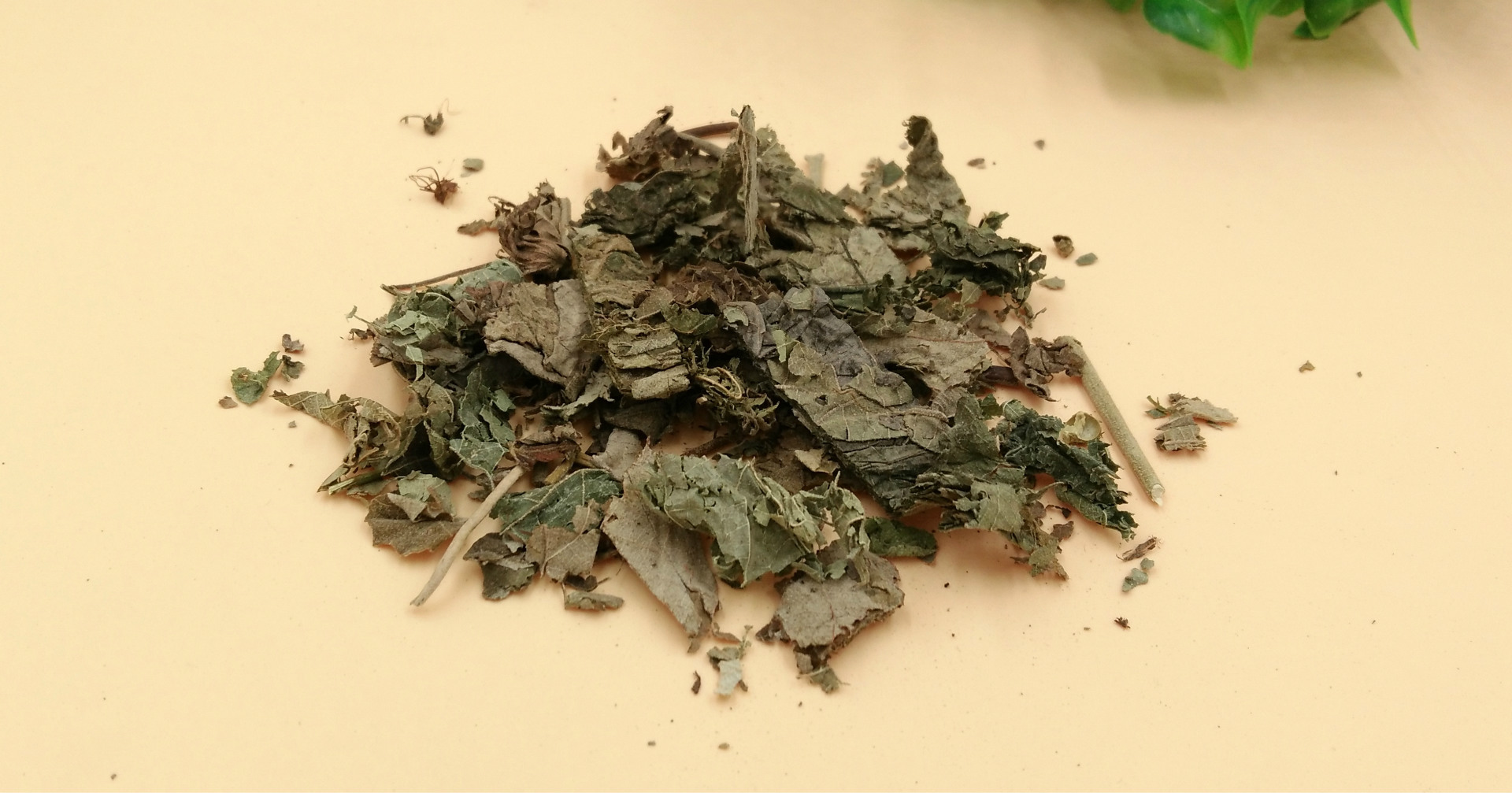 产地货源芙蓉叶 地芙蓉中药材批发