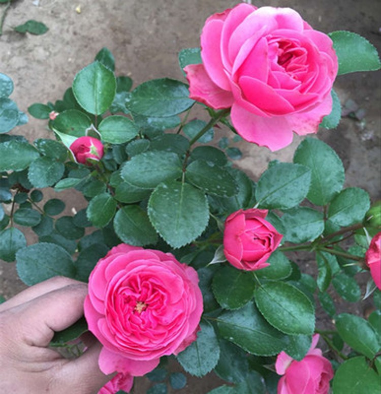 苗圃直销欧月 多花藤本类粉色达芬奇 多花藤本月季 品种粉达月季