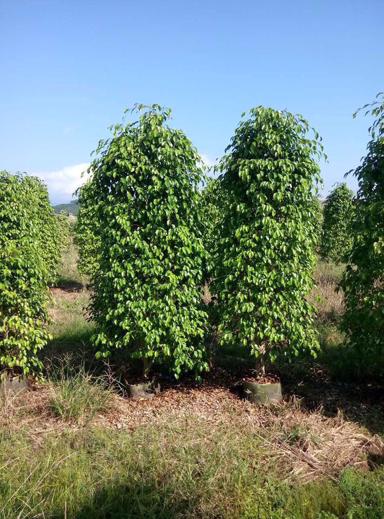 垂叶榕 批发 绿化苗木行道树 常绿乔木 福建榕树 垂榕柱 促销