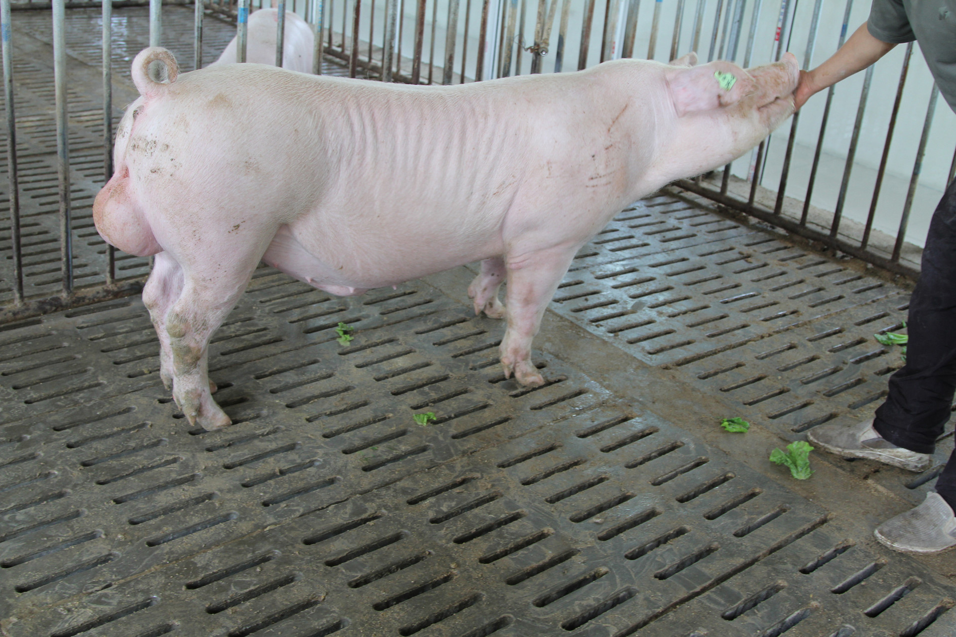 种猪 美系长白猪 安鑫新美系长白种公猪