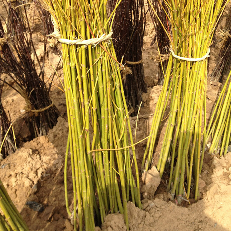 批发绿化苗 黄金枫 正宗黄枫树苗 黄金枫树苗新 品种枫树 现挖苗