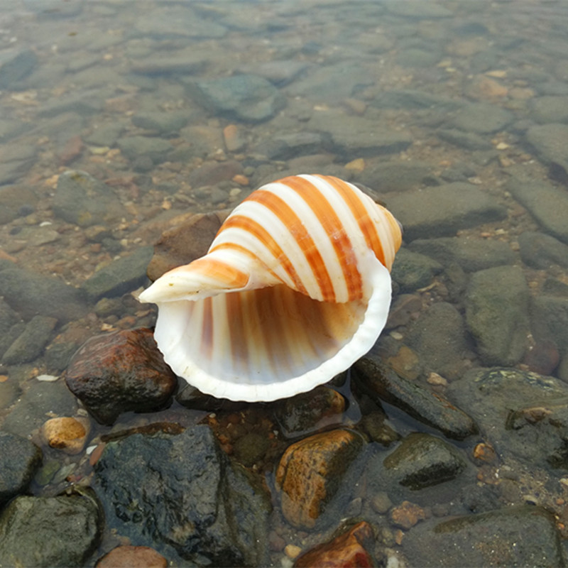 琴螺贝壳大海螺鱼缸水族箱装饰品卷贝鱼繁殖壳多肉花盆小摆件批发